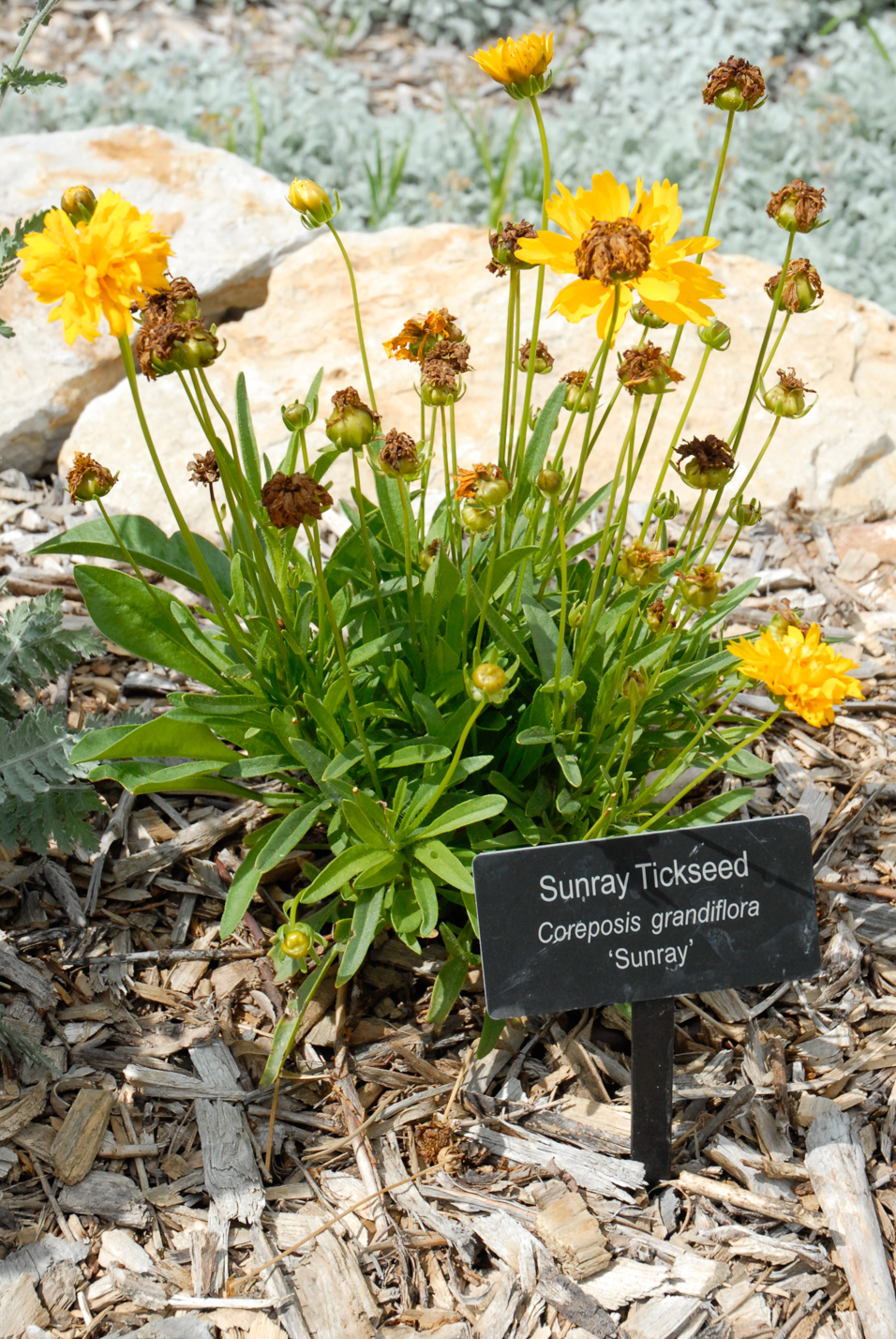 Sunray Coreopsis